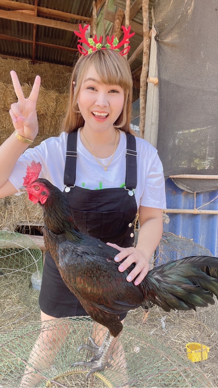 ซุ้ม ไก่ชน อ.อธิป ฟาร์ม