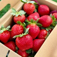 河堤草莓園 KissFarm 社群