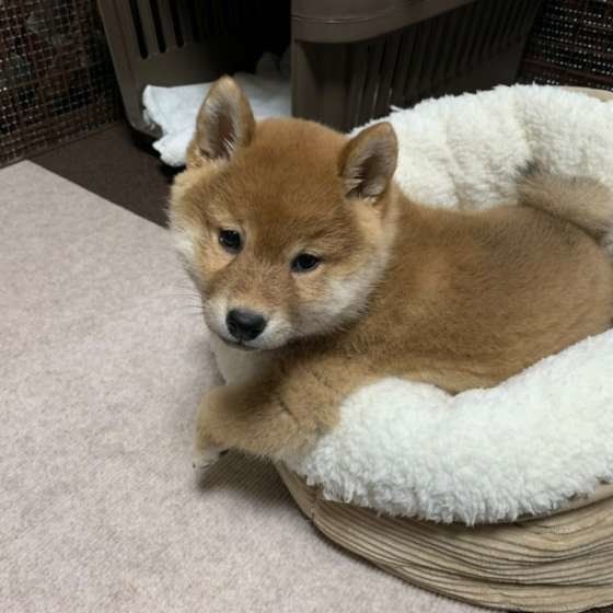 メス犬のおしっこや陰部にまつわるお悩みあれこれ