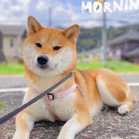 Omiyage JAPAN