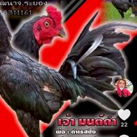 ซุ้ม บาก้า ฟาร์ม_TH ( Barka )