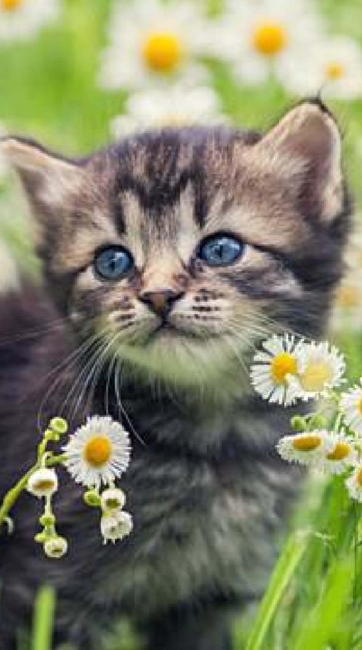 嘟嘟的動物貓狗兔社群群