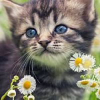 嘟嘟的動物貓狗兔社群群