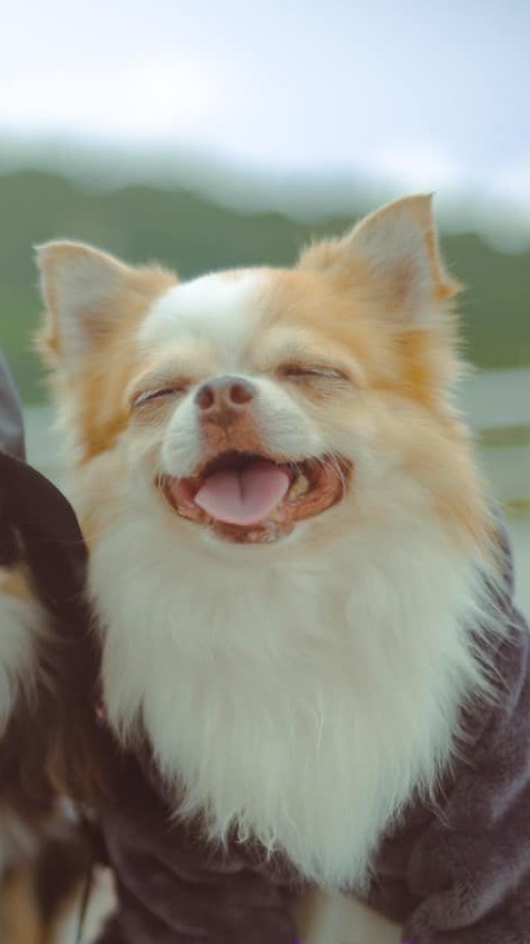 🐶 JR พรีออเดอร์ของสุนัข