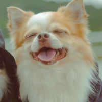 🐶 JR พรีออเดอร์ของสุนัข