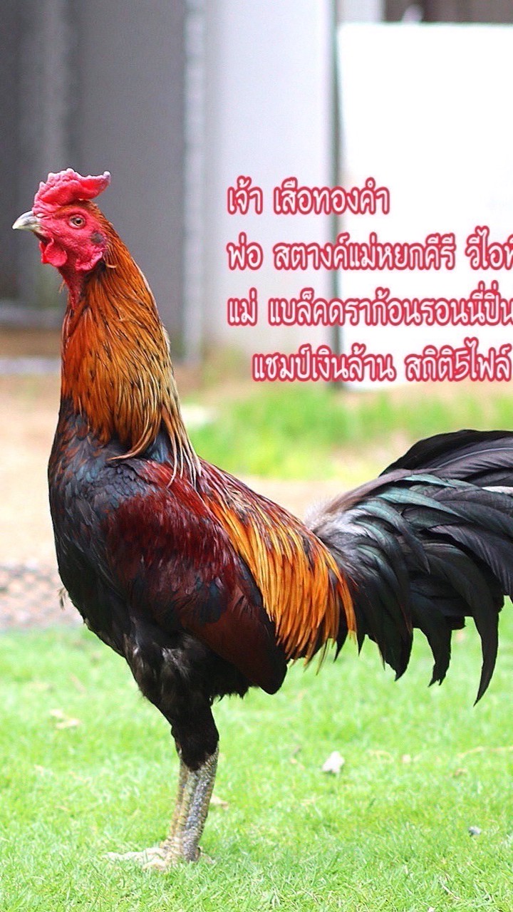 เสือทองคำ