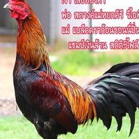 เสือทองคำ