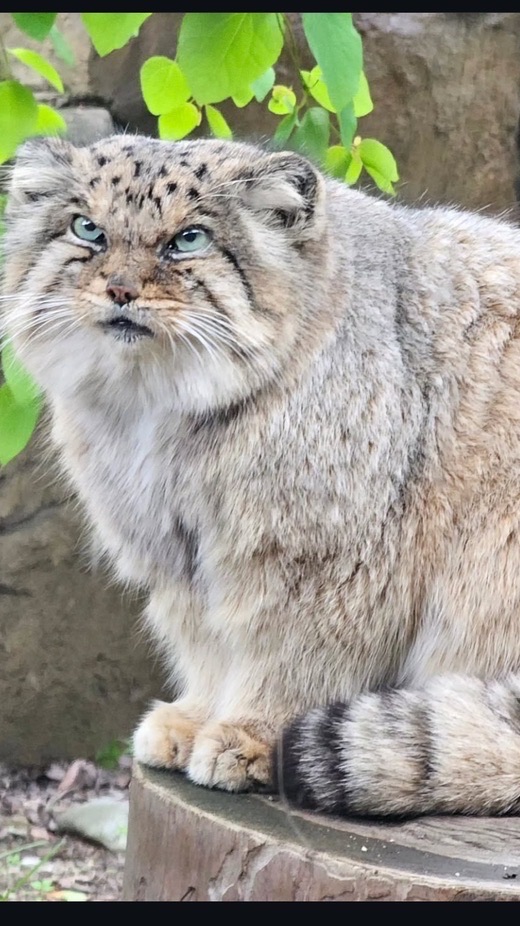 兔猻同好會