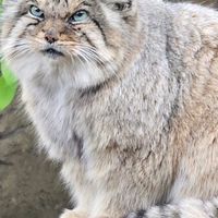 兔猻同好會