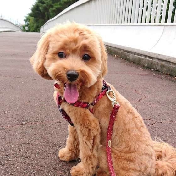 獣医師監修 夏に多い犬の4つの病気とは