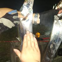 東港洪船長泡棉船聊天室！
