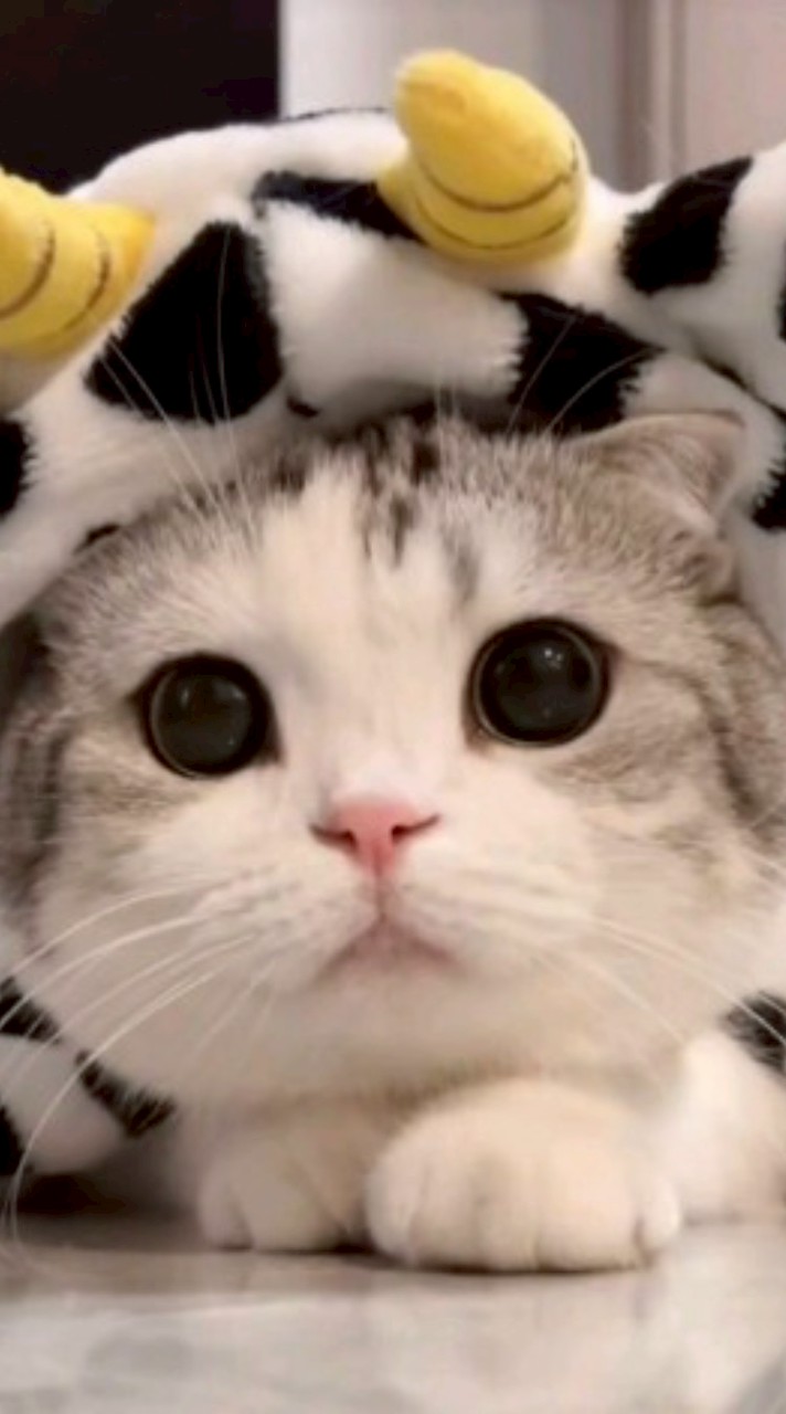 เเจกรูปแมวและอื่น