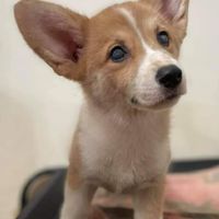 1🐶社團法人愛狗人協會認養人社群（狗）