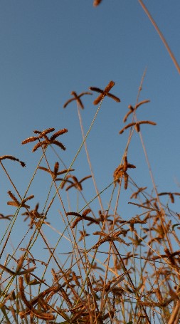 Blurlin_photo9