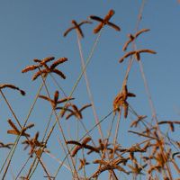 Blurlin_photo9