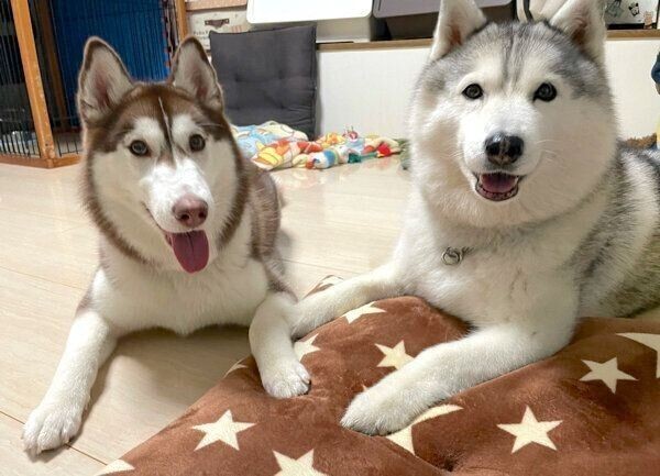 換毛期の愛犬の 抜け毛アート で分身ができた