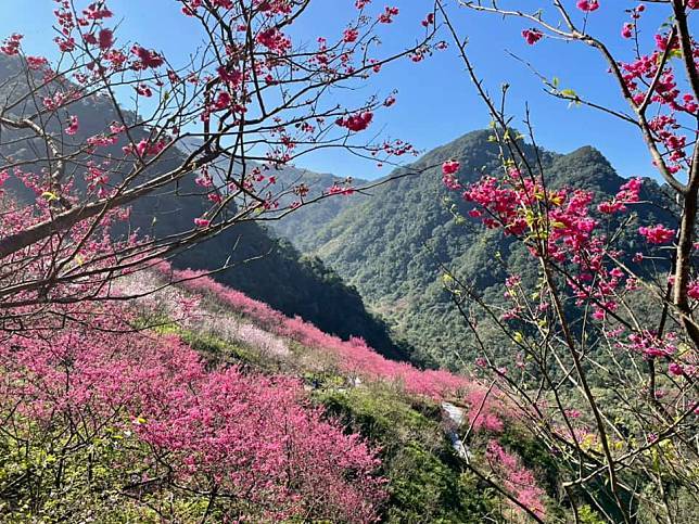 新北三峽大熊櫻花林（圖片來源/LINE熱點用戶）