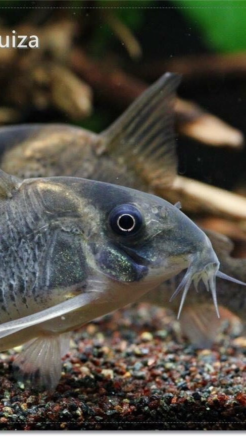憩魚鼠魚