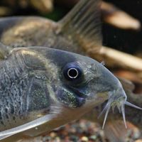 憩魚鼠魚