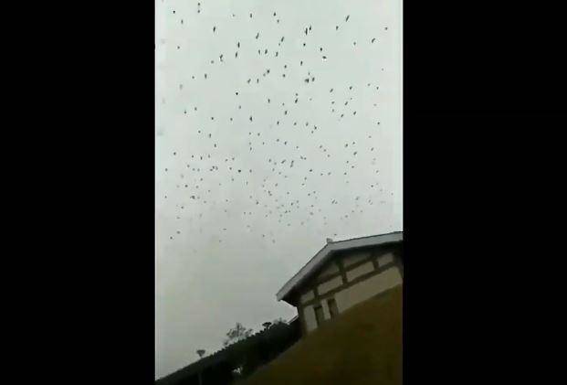 Heboh Ribuan Gagak Serbu Wuhan Ini Deretan Mitologi Dari Berbagai