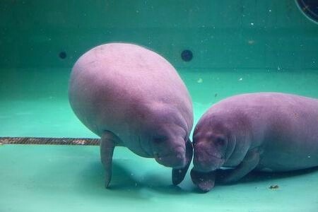 沖縄のおすすめ生き物スポット22選 人気水族館・動物園も多数