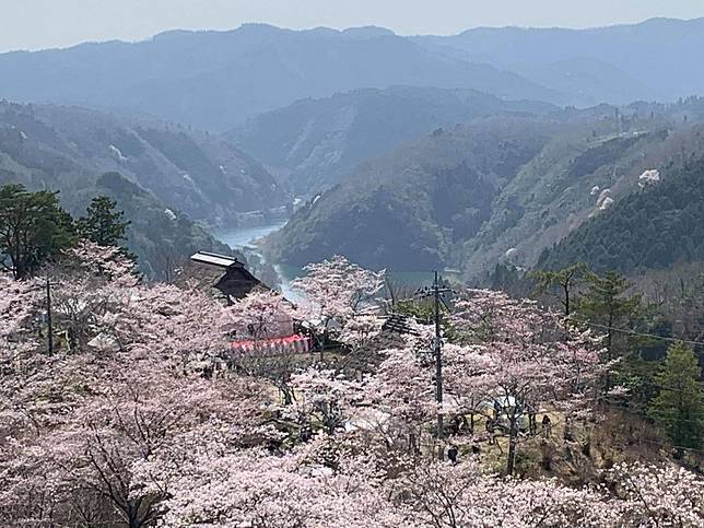 岡山自駕賞櫻行程三休公園粉色花海靚到令人講不出聲 Homita Line Today