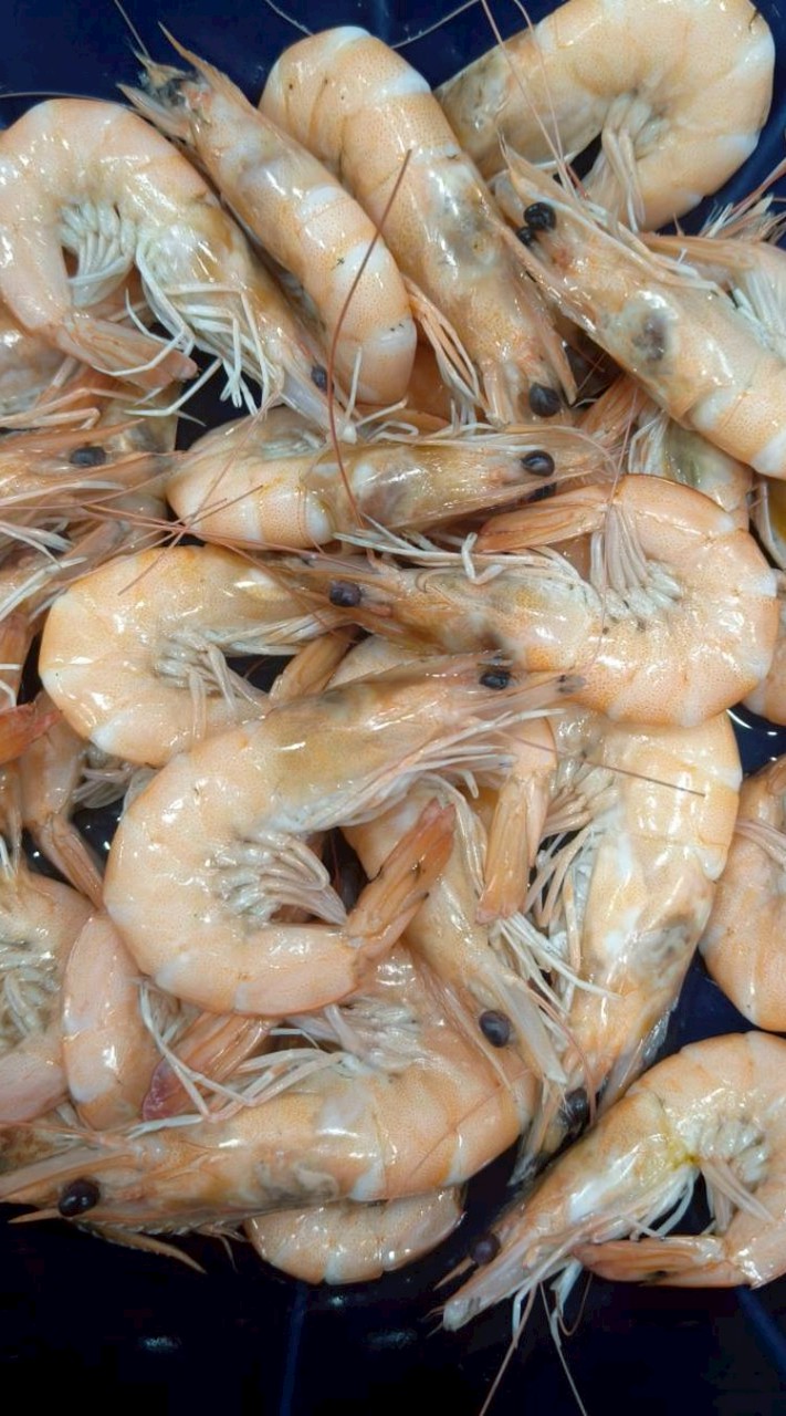 淡水阿春幽靈活蝦車