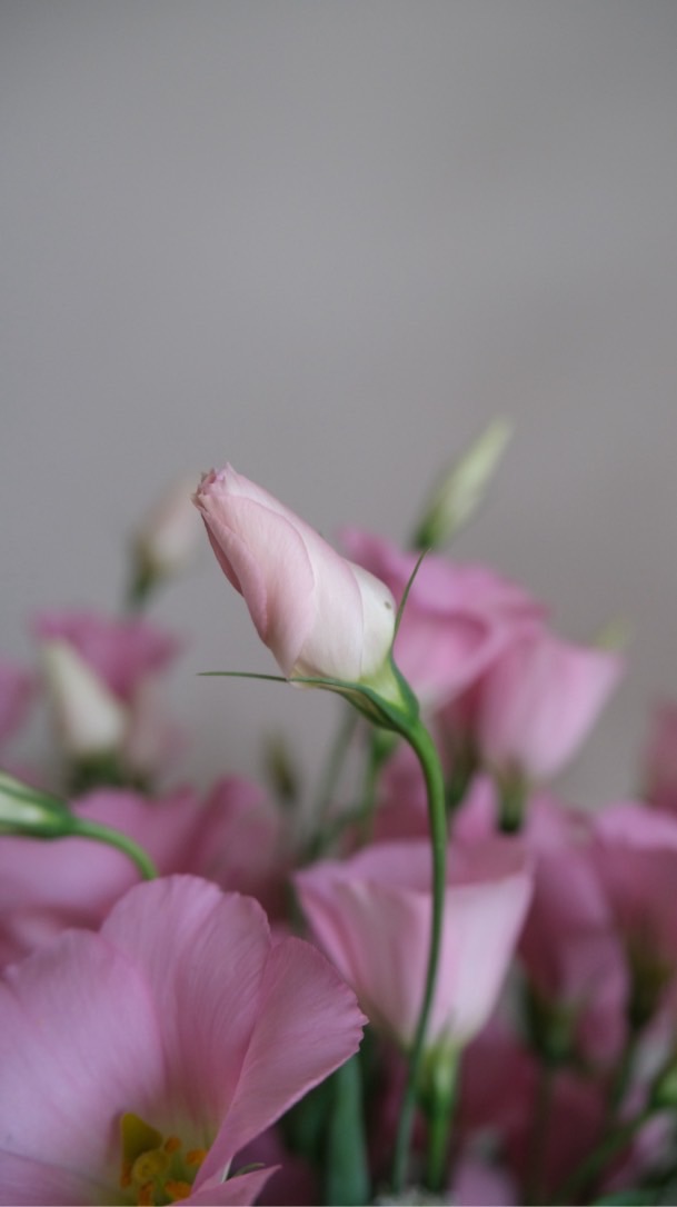 一起蒔花