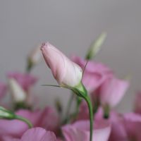 一起蒔花