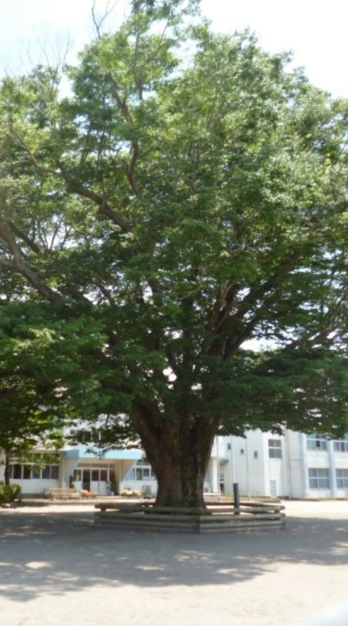 池之原小学校PTA