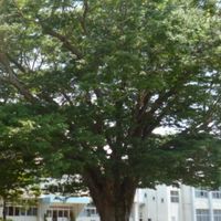 池之原小学校PTA