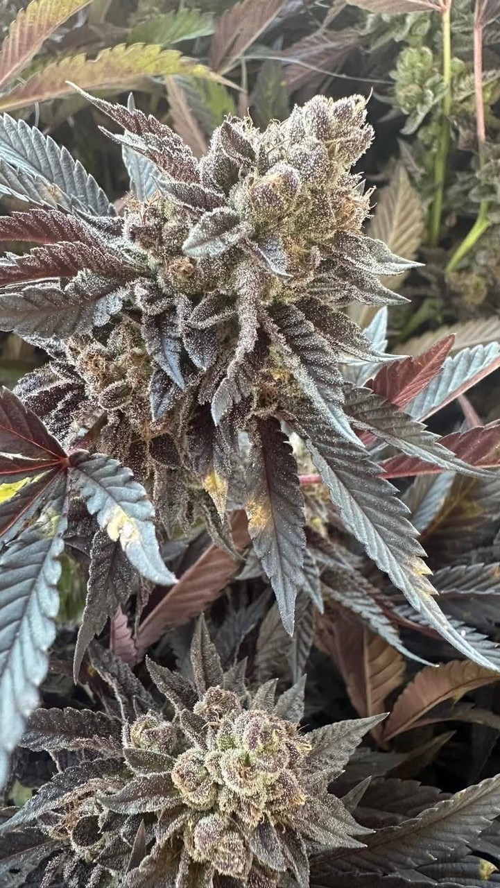 💚 ชนเผ่าเมาควัน V.2 💚 (420)