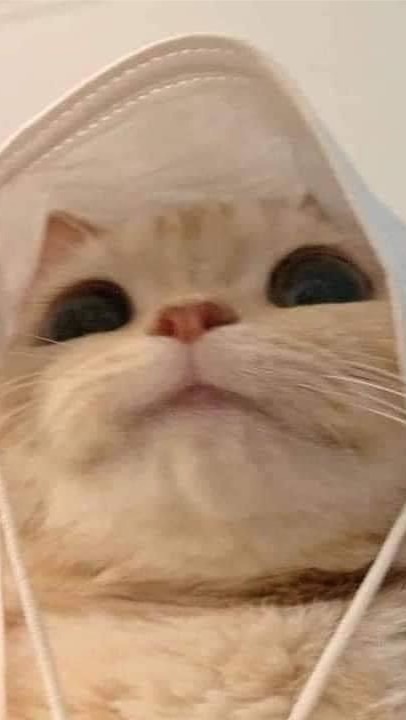 พรีออเดอร์ของน้อนแงว🐱
