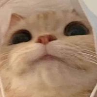 พรีออเดอร์ของน้อนแงว🐱