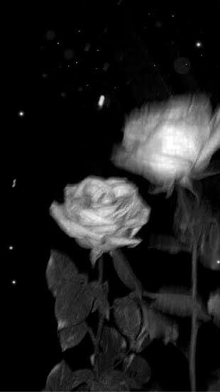 　黒薔薇。