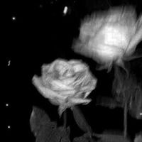 　黒薔薇。