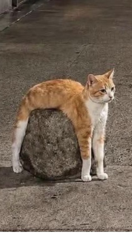 面白い画像を集めよう！！！