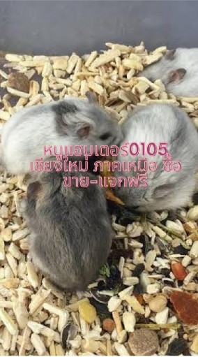 หนูแฮมเตอร์0105 เชียงใหม่ ภาคเหนือ ซื้อขาย-แจกฟรี