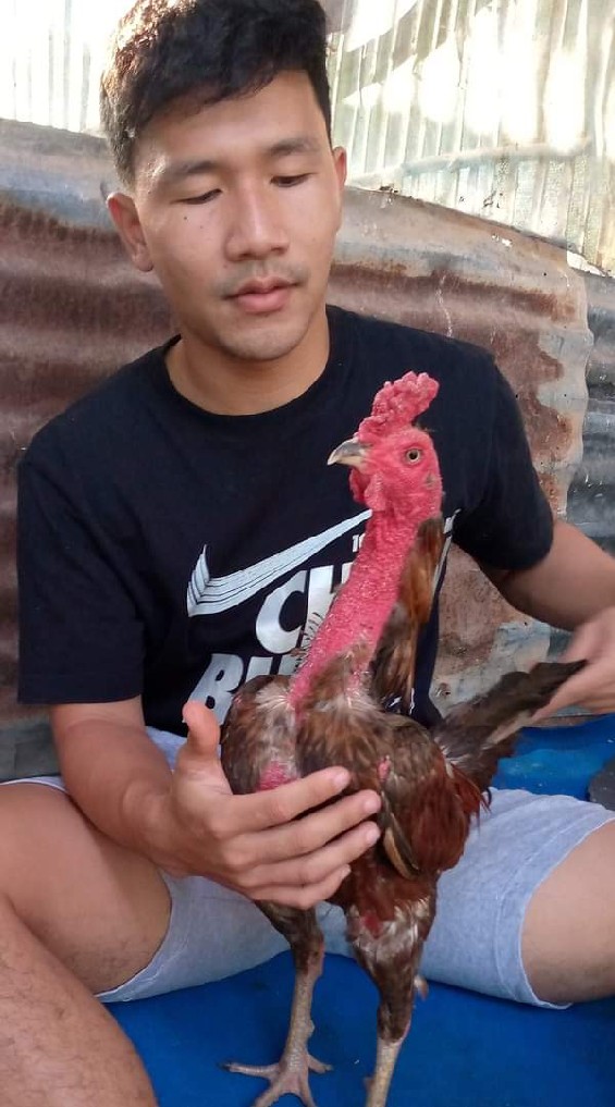 พ.เพชรวิลัยฟาร์ม (สังกัด คีรีตั้นฟาร์ม)🐓