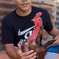 พ.เพชรวิลัยฟาร์ม (สังกัด คีรีตั้นฟาร์ม)🐓