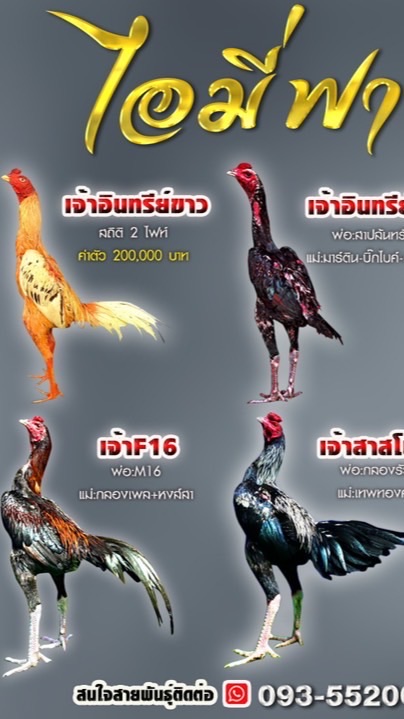 ไอมี่ฟาร์ม (ป่าก๋อยแข้งรัวหลัง)