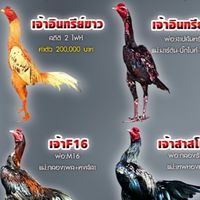 ไอมี่ฟาร์ม (ป่าก๋อยแข้งรัวหลัง)