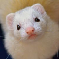 鼬【膵】 インスリノーマの動画解説 ナルヘソ フェレット