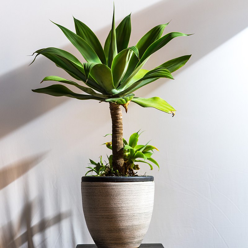 居家植物 － 翠綠龍舌蘭 開幕賀禮 禮物