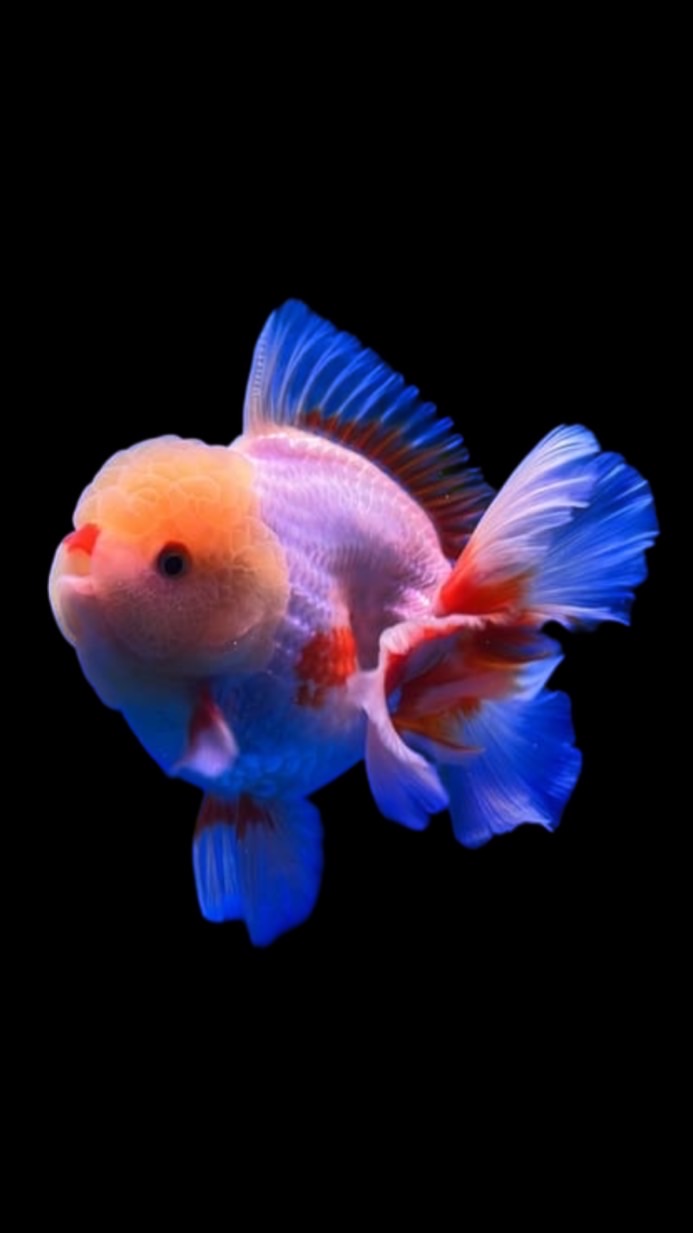 金魚樂悠悠