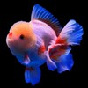 金魚樂悠悠