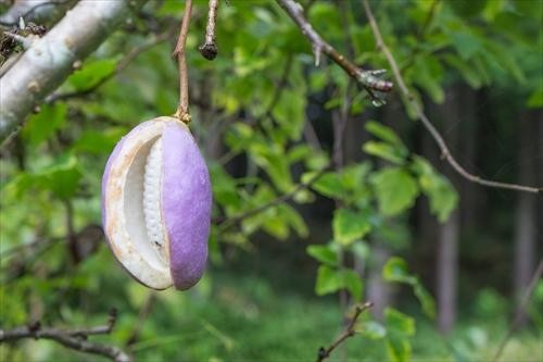 アケビってどんな果物 嬉しい栄養成分についても解説 オリーブオイルをひとまわしニュース