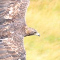 猛禽類好きかもーん！野鳥好き集まれい！