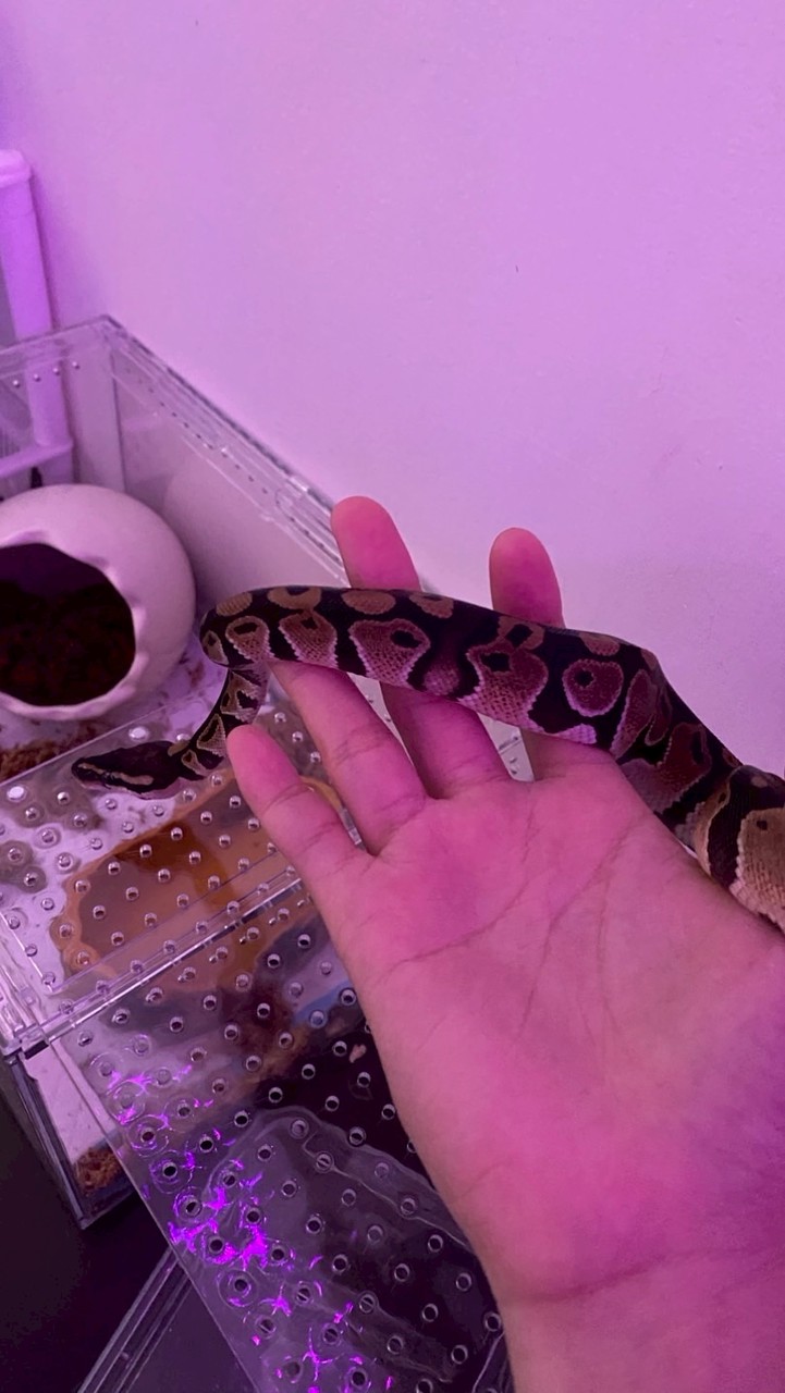 養🐍的女生們🌟