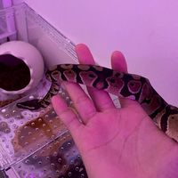 養🐍的女生們🌟